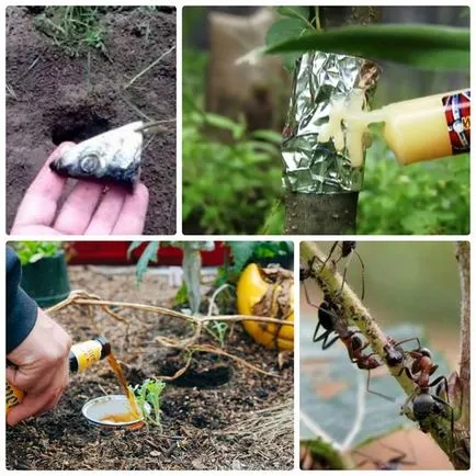 A kimenet a hangyák a kertben A kimenet a hangyák a kertben