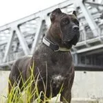 Kanári-dog