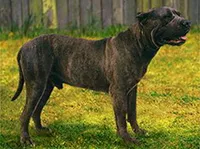 Kanári-dog