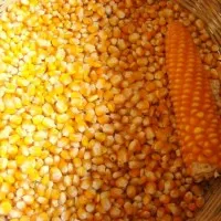 Hogyan kezdjük el kiegészítő táplálás gabonafélékkel