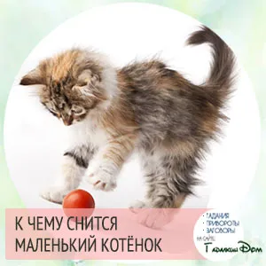Kitten a kezében, amit