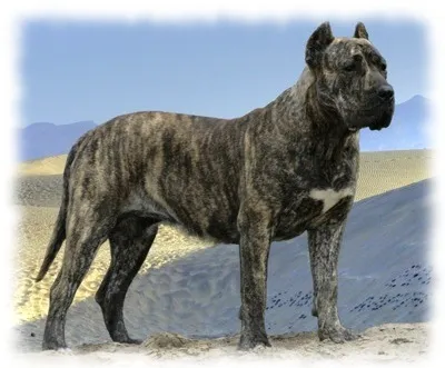 Kanári-dog