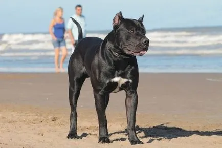 Kanári-dog Kanári-dog