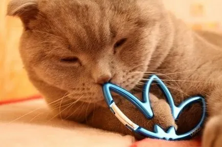 Mi az avatar vkontakte