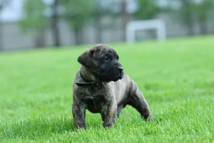 Kanári-dog