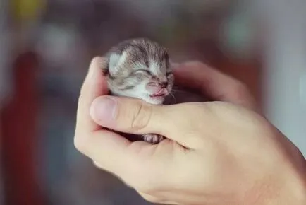 Kitten a kezében, amit