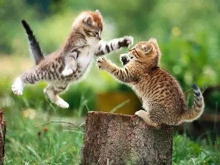 Kitten a kezében, amit