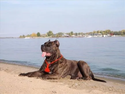 Kanári-dog