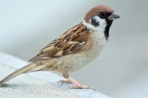 Mi repül a veréb