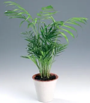 Cserepes, mint a pálmafa Cserepes, mint a pálmafa
