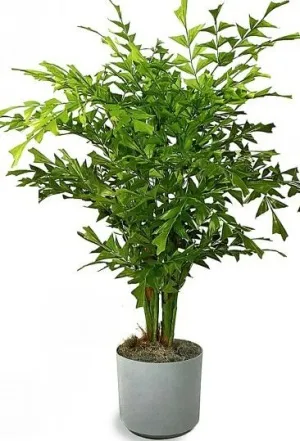 Cserepes, mint a pálmafa Cserepes, mint a pálmafa