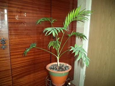 Cserepes, mint a pálmafa