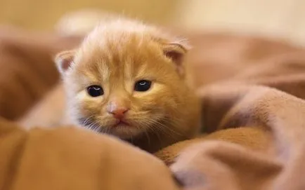 Kitten a kezében, amit