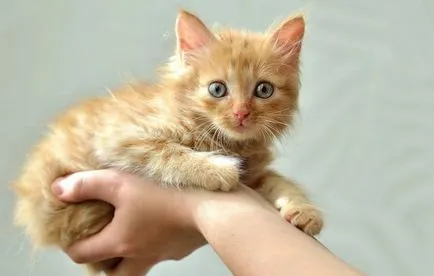 Kitten a kezében, amit