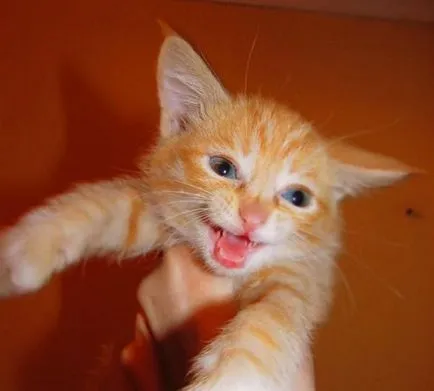 Kitten a kezében, amit