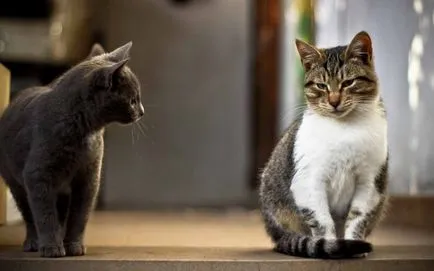 Cat séták nemcsak tálca Cat séták nemcsak tálca