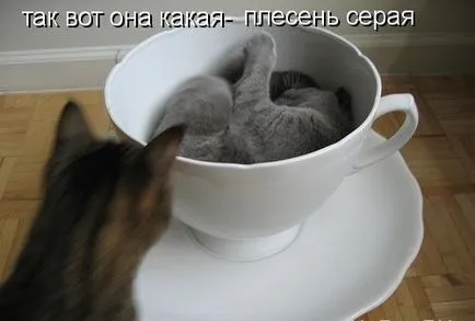 Macskák Macskák feliratok