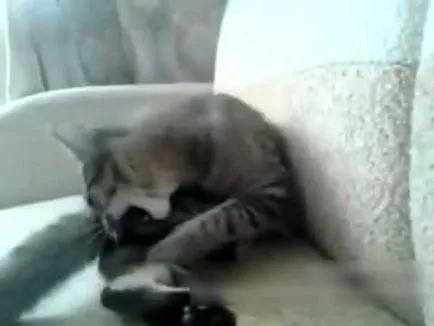 Cat mancsok magát