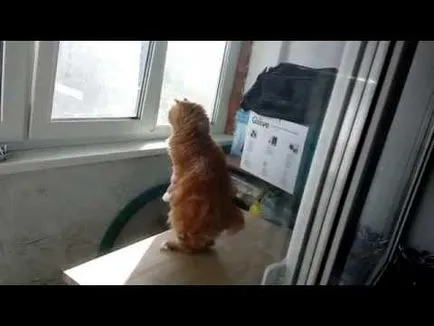 Cat mancsok magát