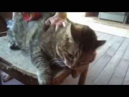 Cat mancsok magát