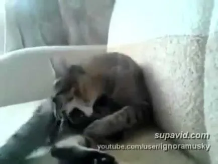 Cat mancsok magát