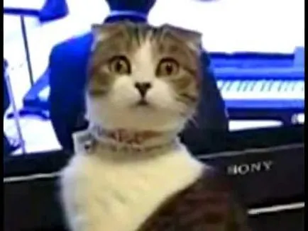 Cat mancsok magát