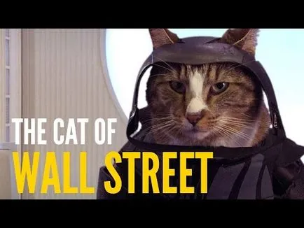 Cat mancsok magát