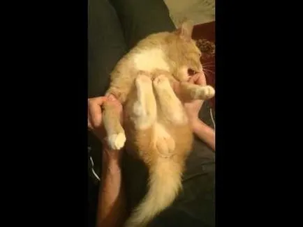 Cat mancsok magát
