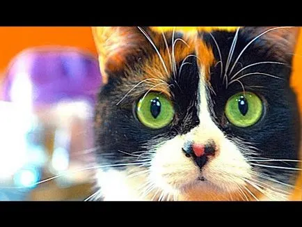 Cat mancsok magát