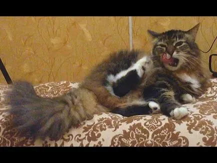 Cat mancsok magát