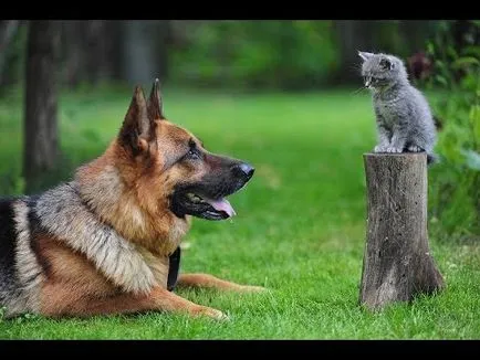 Cat mancsok magát