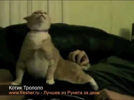 Cat mancsok magát