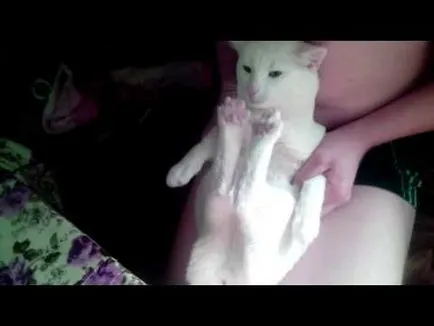 Cat mancsok magát