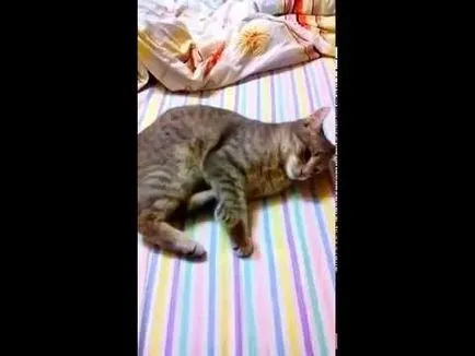 Cat mancsok magát