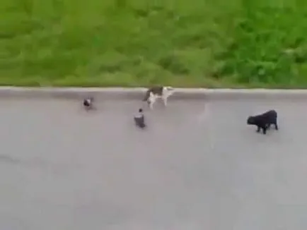 Cat mancsok magát