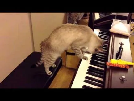 Cat mancsok magát