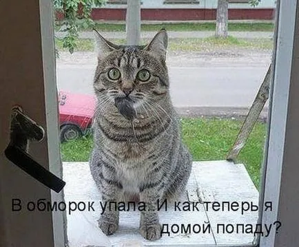 Macskák Macskák feliratok