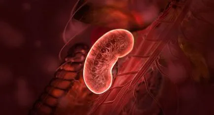 Hogyan és mit idült pyelonephritis Hogyan és mit idült pyelonephritis