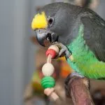 Ahogy budgies fészer Ahogy budgies fészer