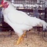 Broiler csirkék tenyészteni
