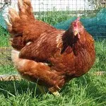 Broiler csirkék tenyészteni