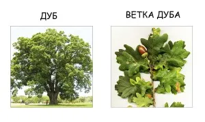 Hogyan működik a fa