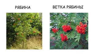Hogyan működik a fa