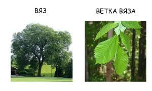 Hogyan működik a fa