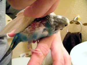 Ahogy budgies fészer Ahogy budgies fészer