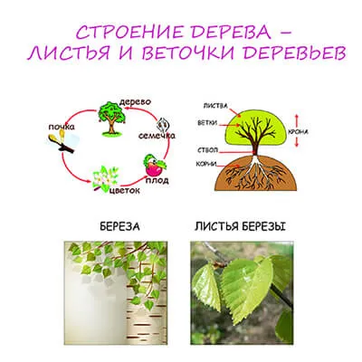 Hogyan működik a fa
