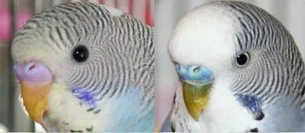Ahogy budgies fészer Ahogy budgies fészer