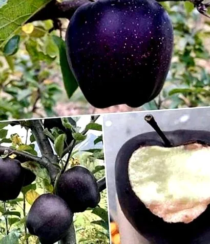 ябълки диамантени