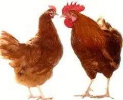 Gazdasági csoportok és fajta csirkék