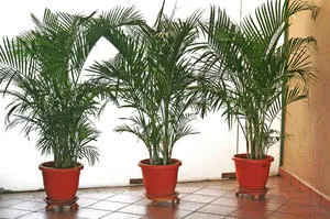 Cserepes, mint a pálmafa